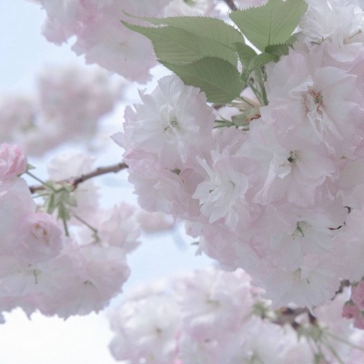 云阳福瑞交流群